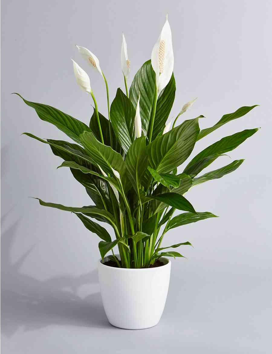 how to care for peace lily plant